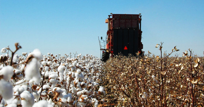 Texas Cotton Industry
