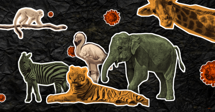 Texas Tigers