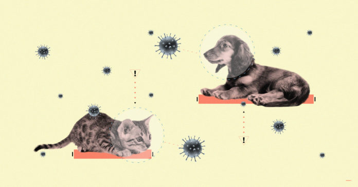 Pets and COVID-19