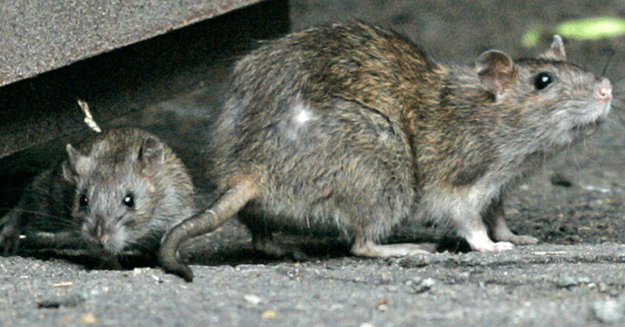 Residential Hungry Rodents