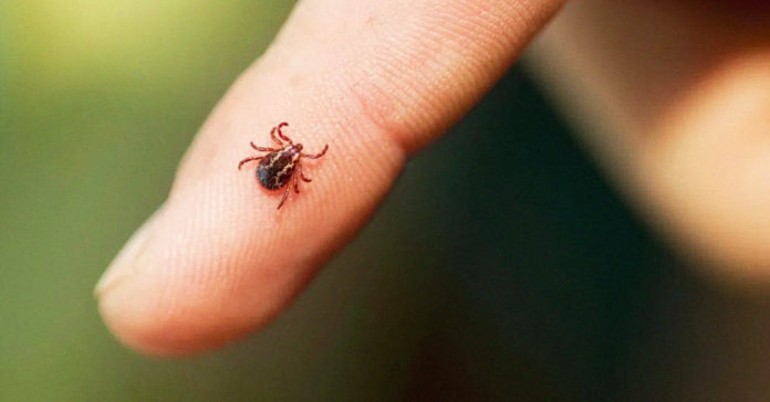 Ticks and Lyme Disease