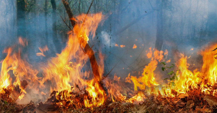 Texas Forest Fires Prevention