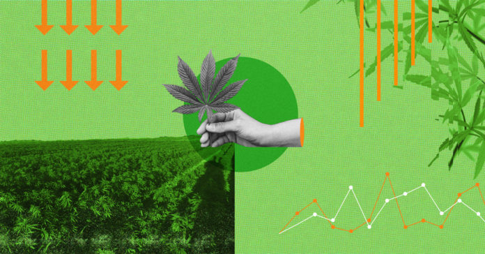 Texas Missed Hemp Boom