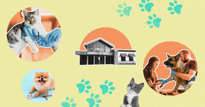 Veterinarian Care during the pandemic