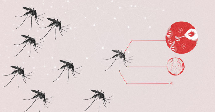 Millions-of-genetically-modified-mosquitoes-to-be-released-in-Houston-Recuperado Millions of genetically modified mosquitoes to be released in Houston Recuperado