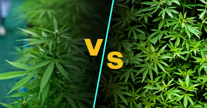 OS-RA_Harris-County-Crime-lab-now-delineating-between-hemp-and-marijuana Harris County Crime Lab Now Delineating Between Hemp and Miariguana