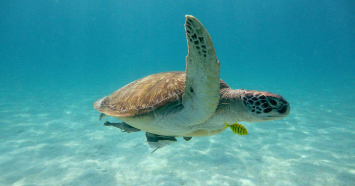 TX-A&M-building-a-hospital-for-rare-sea-turtles TX AM Building a Hospital