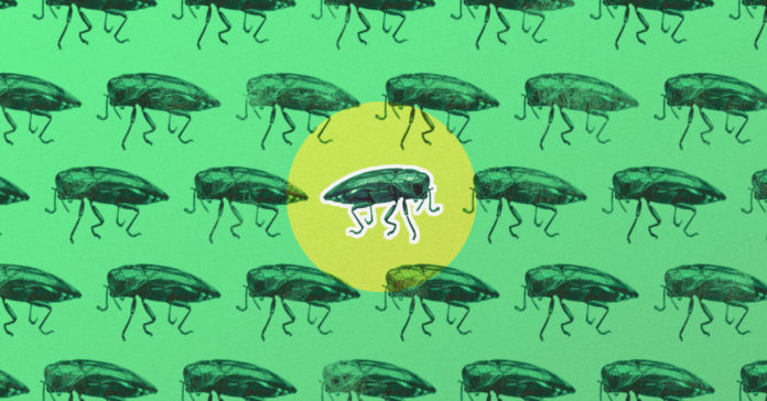Texas A&M Forest Services on the Hunt for Tree-Killing Beetle
