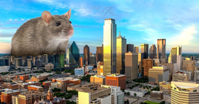 OS-RA_D-FW-Houston-rattiest-cities-in-TX