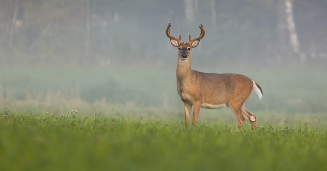 White Tail Deer