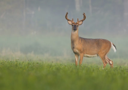 White Tail Deer