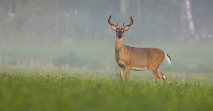Saturday-marked-start-of-White-Tail-deer-hunting-season-in-TX.-New-study-finds-deer-are-older-and-wiser-and-able-to-take-steps-to-avoid-winding-up-in-some-hunter’s-sights White Tail Deer