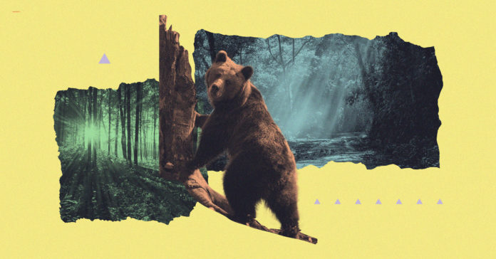 OS-RA_Orphaned-Black-bear-cub-to-be-first-rehabed-bear-in-TX_V2