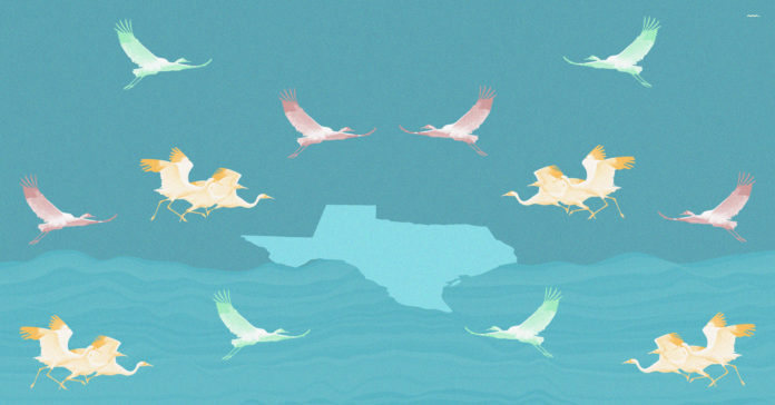 OS-RA_The-whooping-cranes-are-returning-to-the-TX-coast_V3