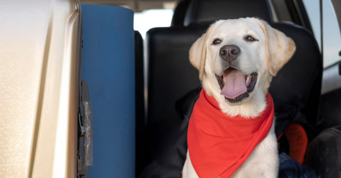 traveling with your pets this holiday season