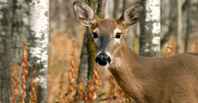 Deer-disease-(mad-cow)