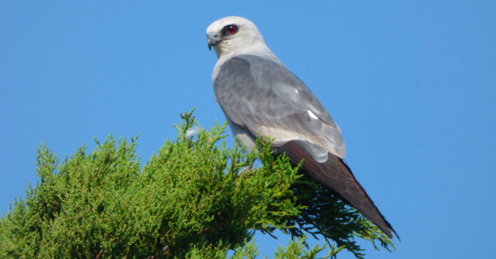 birds