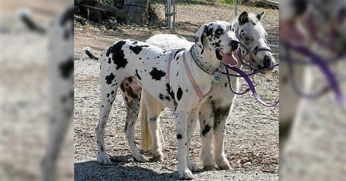 Miniature-Horse-and-Great-Dane-Bond-Over-Their-Similar-Size-and-Spots,-and-Become-Best-Friends