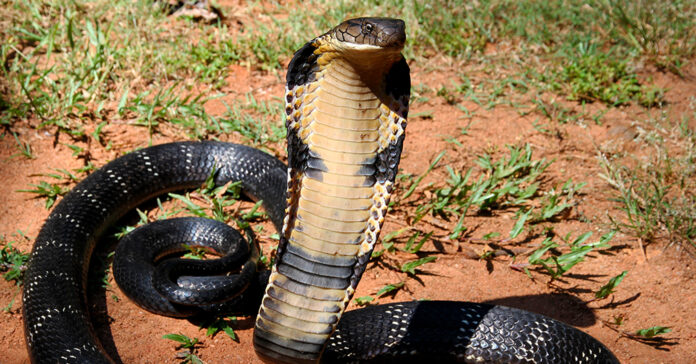 North-Texas-man-arrested-after-allegedly-releasing-deadly-cobra-into-the-wild