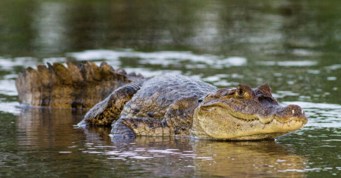 Texas-officials-confiscate-large-alligator-like-reptile-found-in-home