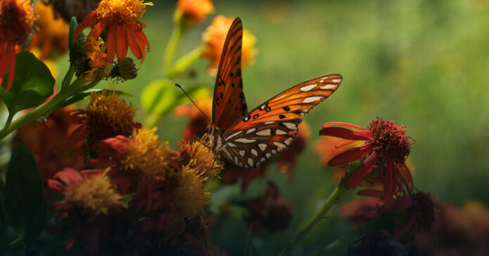 Threats-from-QAnon-conspiracists-have-forced-a-butterfly-sanctuary-in-the-Rio-Grande-Valley-to-close