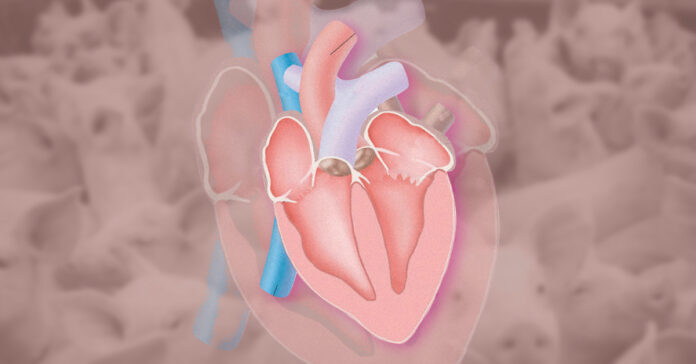 Pigheart