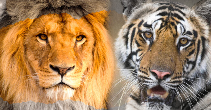 Tiger&Leon