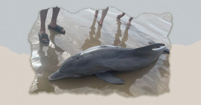 A-dolphin-stranded-on-a-Texas-beach-dies-after-beachgoers-attempted-to-ride-it