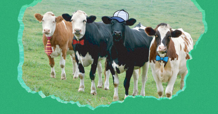 Cows