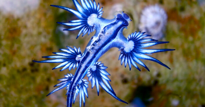 -Do-not-touch-these-animals---Rare,-venomous-blue-dragons-wash-up-on-South-Texas-coast