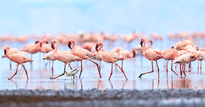 Pink-Floyd,-a-fugitive-flamingo-on-the-run-for-17-years-from-a-Kansas-zoo,-has-been-spotted-on-tour-in-Texas