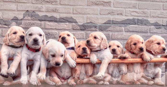 puppies