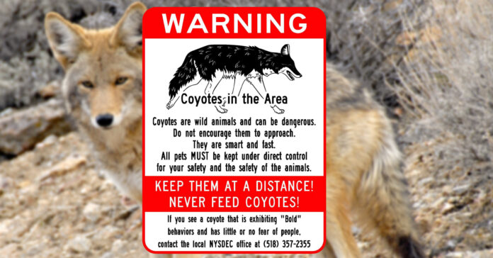 Coyote-attack-in-Dallas-leaves-toddler-in-critical-condition