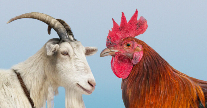 Decapitated-Animals-Keep-Getting-Dumped-at-Neighborhood-Intersection