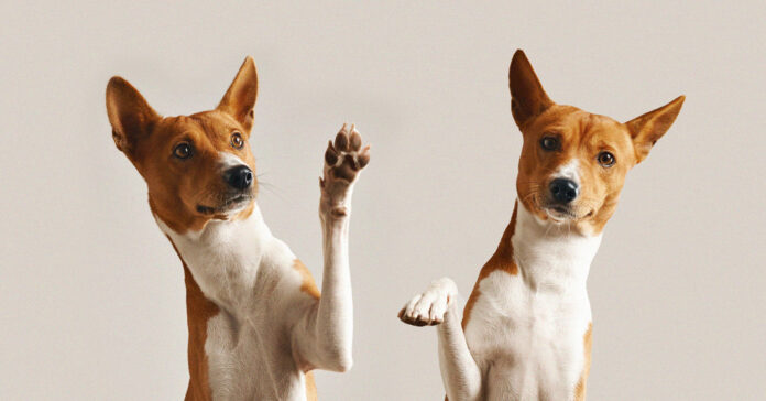 _Influencers-are-cloning-their-pets-to-continue-their-‘bloodline’-and-‘legacy-