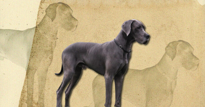 dane
