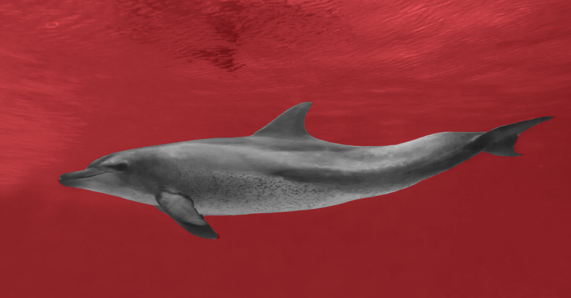 Dangerous Dolphin Off the Coast of North Padre Island Reform Austin