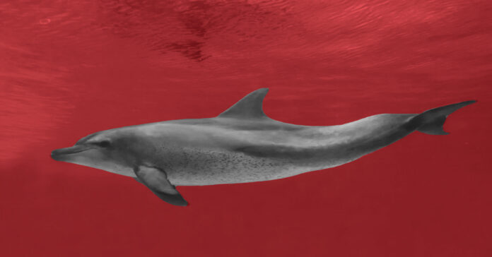 Aggressive--Dolphin-Off-Texas-Coast-Causing--Concerns-for-Human-Safety,--NOAA-Says
