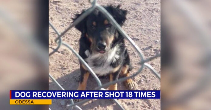 Stray-dog-shot-18-times