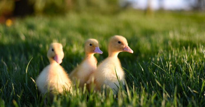 A-couple-fed-nearby-ducks_-Now,-their-HOA-is-threatening-to-foreclose_