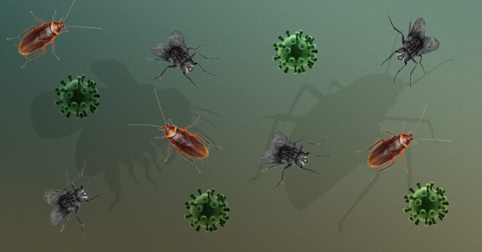 Can-Flies-And-Cockroaches-Transmit-Covid-