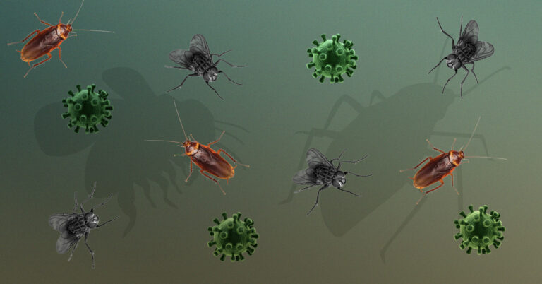 Can Roaches and Flies Transmit COVID?