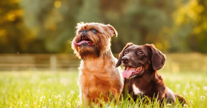 East-Texas-heat-can-prove-dangerous-for-pets