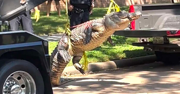 ALLIGATOR_2