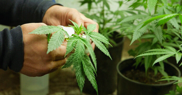 _Medical-marijuana-expansion-becomes-campaign-issue