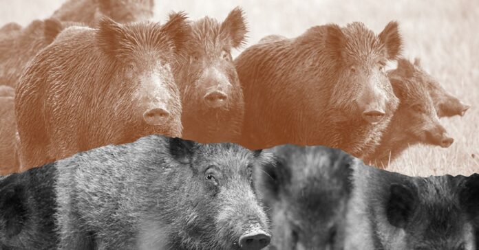 hogs