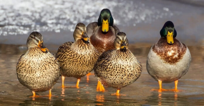 Highly-infectious-bird-flu-is-back-in-Texas_-Here-s-what-you-need-to-know-_2