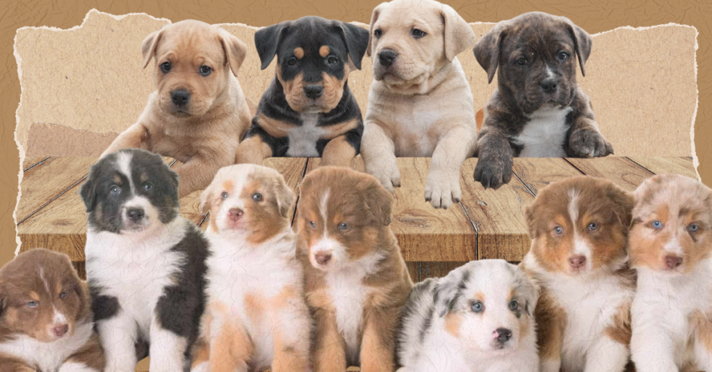 Will Puppies Be Banned From Pet Stores? Reform Austin