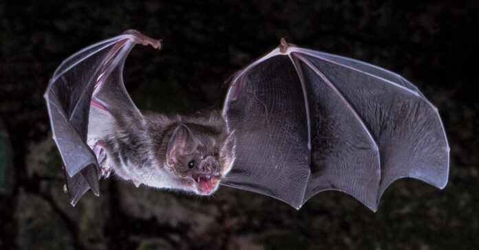 Vampire-bats-are-moving-closer-to-Texas_-Here’s-why-that’s-actually-a-good-thing