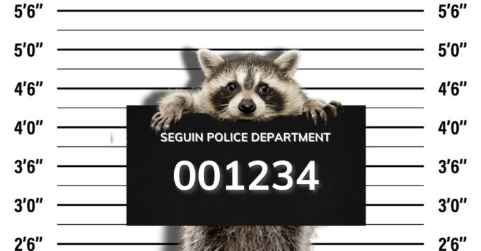 raccoon